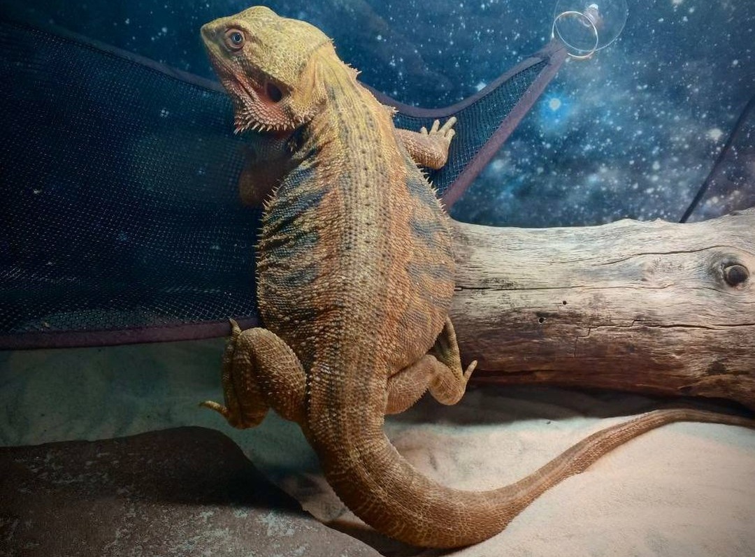 Саратовские ветеринары вылечили экзотическое животное